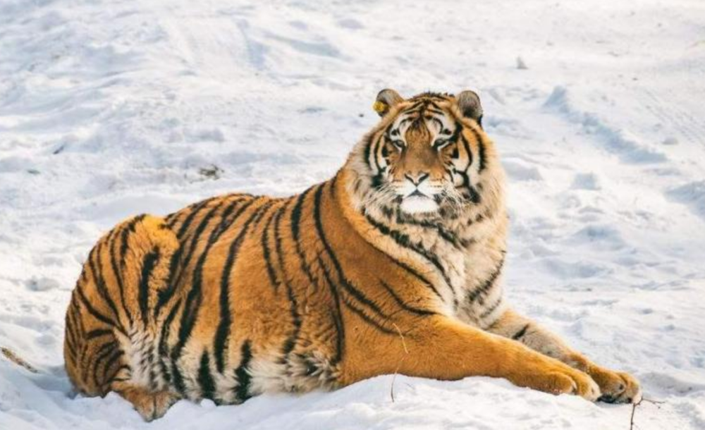 九游娱乐-波尔多新帅上任，力争扭转颓势走向正轨的简单介绍